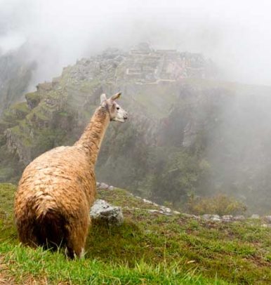 Machu Picchu by Car 2D/1N