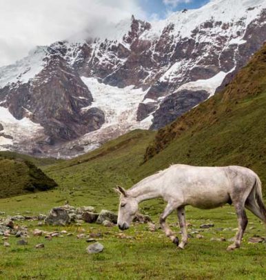 Trek Salkantay 4D/3N Trek Salkantay 4D/3N
